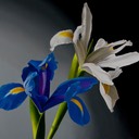 Blue-WhiteIris