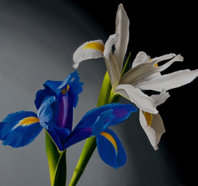 Blue-WhiteIris