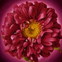 CurlyPinkYellowCenter