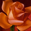 OrangeRose-RedBackground
