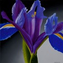 PurpleIris