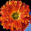 RedYellowVariagetedMum