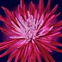 SpiderMumWhiteCenter