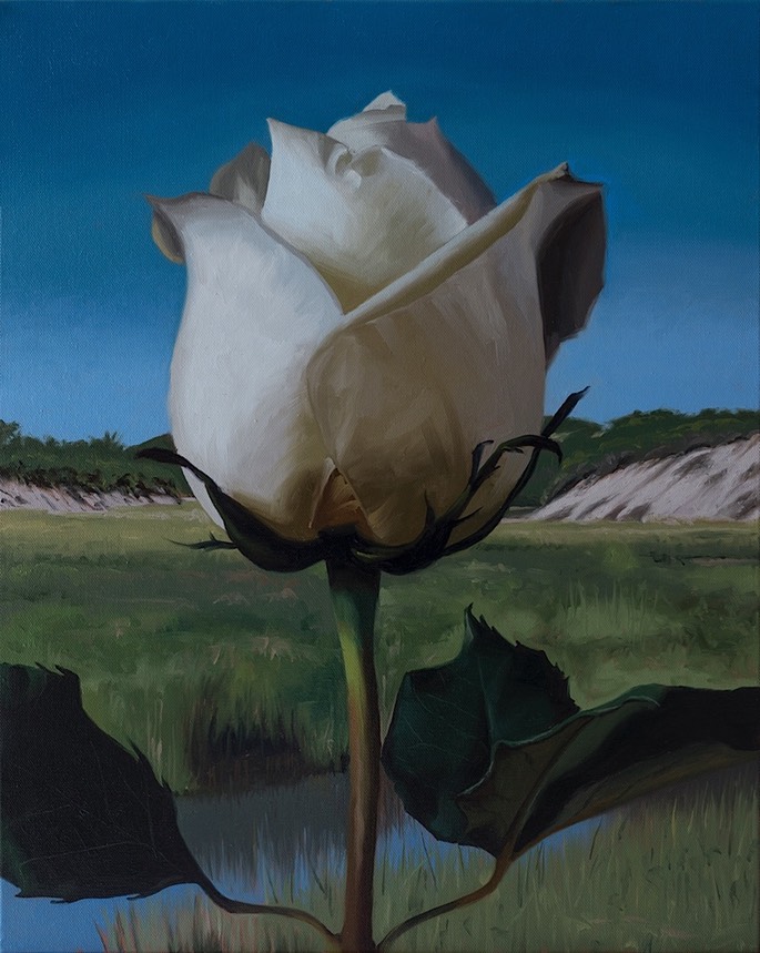 White Rose on the Moors