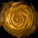 YellowRoseII